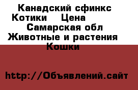 Канадский сфинкс. Котики. › Цена ­ 3 500 - Самарская обл. Животные и растения » Кошки   